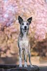 Whippet-Border-Collie