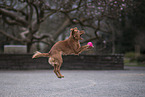 roter Cocker-Spaniel-Mischling