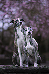2 Whippet-Border-Collies
