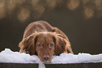 roter Cocker-Spaniel-Mischling