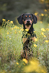 Cocker-Spaniel-Mischling