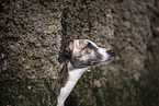 Whippet-Border-Collie