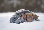 roter Cocker-Spaniel-Mischling