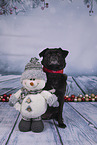 Mops-Mischling im Studio