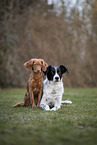 2 Hunde