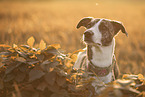 Whippet-Border-Collie