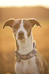 Whippet-Border-Collie