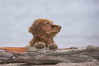 roter Cocker-Spaniel-Mischling