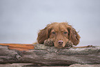 roter Cocker-Spaniel-Mischling