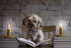 Dackel-Yorkshire-Terrier