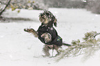 Dackel-Yorkshire-Terrier
