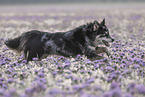Husky-Australian-Shepherd
