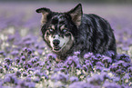 Husky-Australian-Shepherd