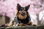 Schferhund-Border-Collie