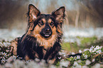 Schferhund-Border-Collie