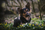 Schferhund-Border-Collie