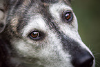 Husky-Mischling