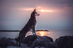 Husky-Mischling