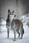 Husky-Mischling