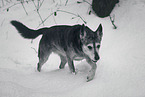 Husky-Mischling
