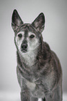 Husky-Mischling