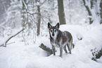 Husky-Mischling