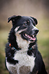 Husky-Mischling