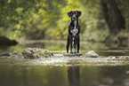 Rhodesian-Ridgeback-Dalmatiner