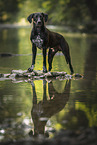 Rhodesian-Ridgeback-Dalmatiner