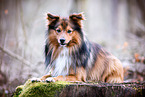 Spitz-Sheltie Rde