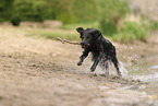 Golden-Retriever-Mischling