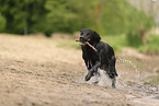 Golden-Retriever-Mischling