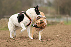 Herdenschutzhund-Mischlinge