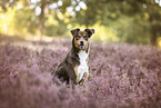 Australian-Shepherd-Mischling im Sommer