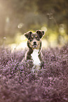 Australian-Shepherd-Mischling im Sommer
