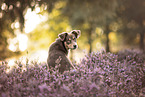 Australian-Shepherd-Mischling im Sommer