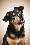 blinder Entlebucher-Sennenhund-Mischling