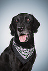 Labrador-Retriever-Mischling Portrait