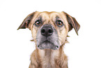 brauner Schferhund-Mischling