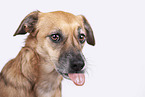 brauner Schferhund-Mischling