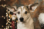 Corgi-Mischling zu Weihnachten