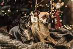 2 Chihuahua-Mischlinge