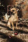 Chihuahua-Mischling an Weihnachten