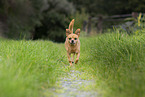 brauner Chihuahua-Mischling