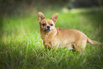 brauner Chihuahua-Mischling