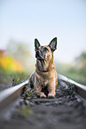 Malinois-Mischling