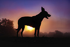 Malinois-Mischling