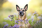 Malinois-Mischling