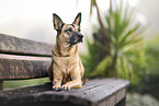 Malinois-Mischling