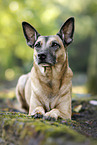 Malinois-Mischling